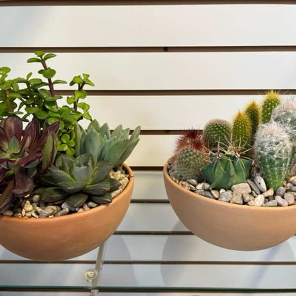 Cacti / Succulent Dish Garden