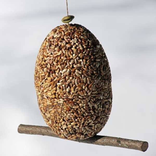 Seed-covered hanging bird feeder on a branch