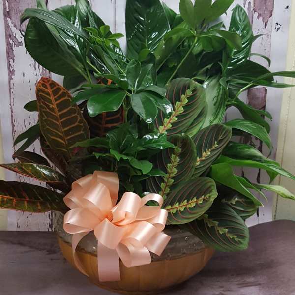 12 inch Dishgarden