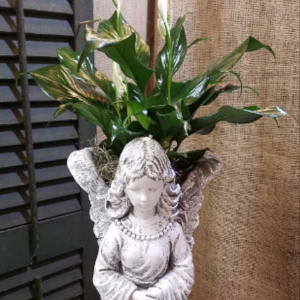 Angel statue planter with white peace lilies