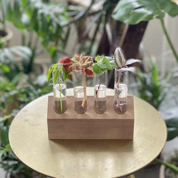 Small plant cuttings in clear glass tubes on a wooden block