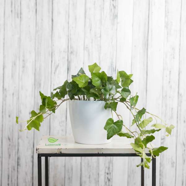 Tendril