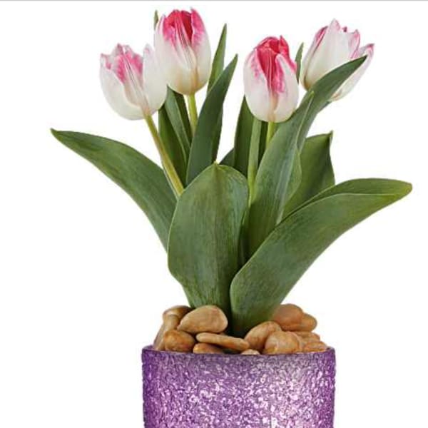 Dreamy Tulip
