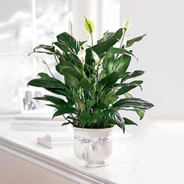 Potted peace lily with white blooms in a white container tied with a silver ribbon