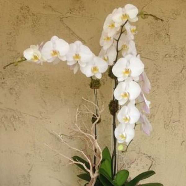 White orchid arrangement in a white pot with succulents
