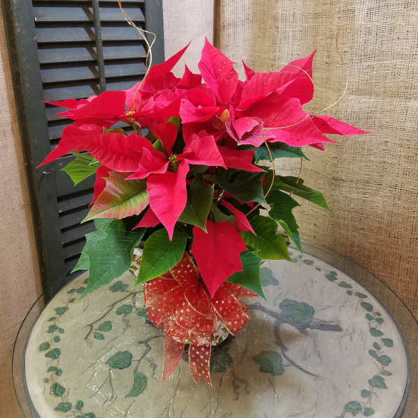 Potted red poinsettia with a decorative ribbon