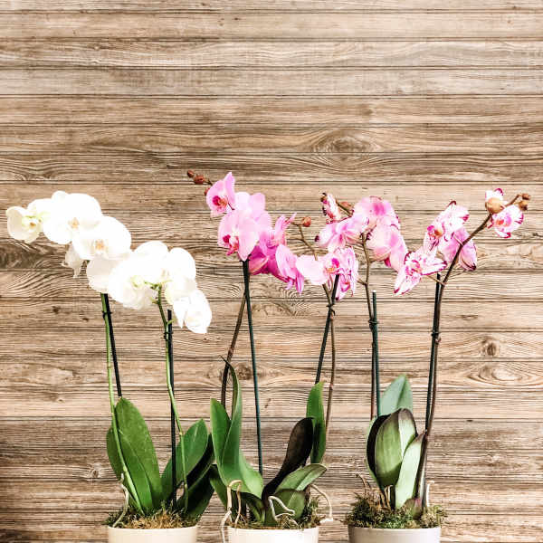 Three potted orchids with white and pink blooms in tall white pots