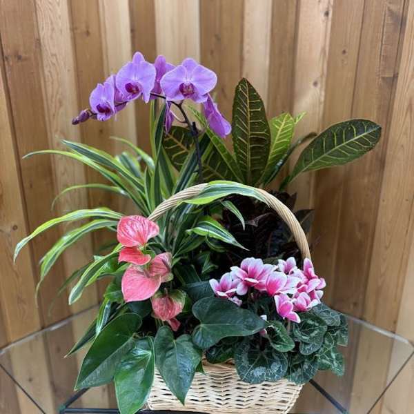 Basket of potted orchids and leafy houseplants