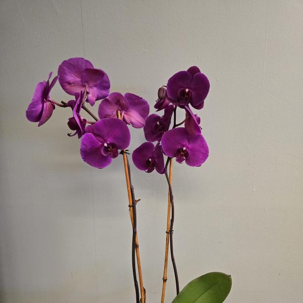 Double Stems Orchid Plant