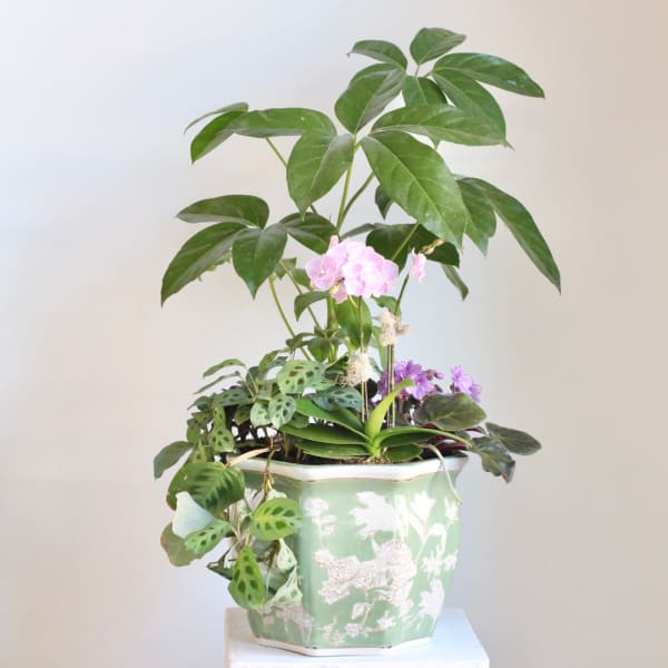 Potted mixed houseplant arrangement with pink and purple blooms in a decorative ceramic planter