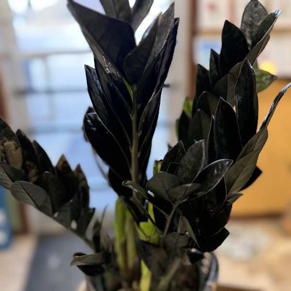 ZZ Plant in Basket