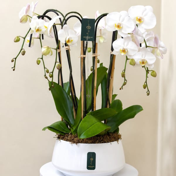 White orchids in a white pot with support stakes