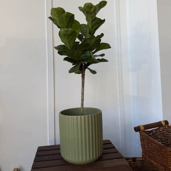 Potted fiddle leaf fig plant in a ribbed green planter
