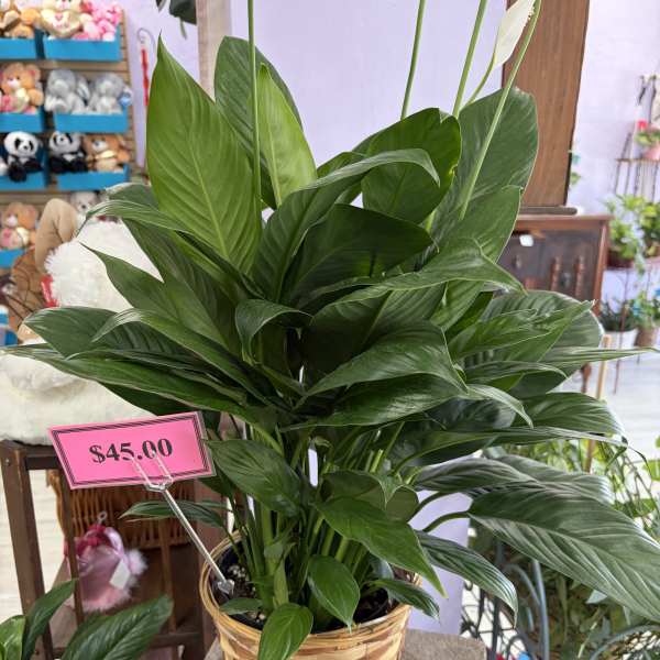 Potted green houseplant in a woven basket planter
