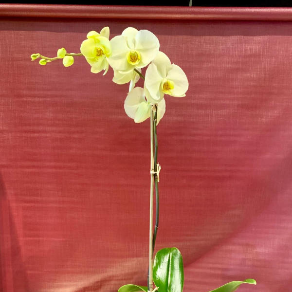 White orchid plant in a square white pot