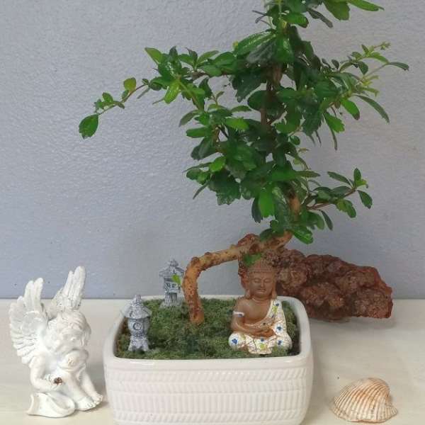 Small potted bonsai tree with a Buddha figurine and miniature ornaments