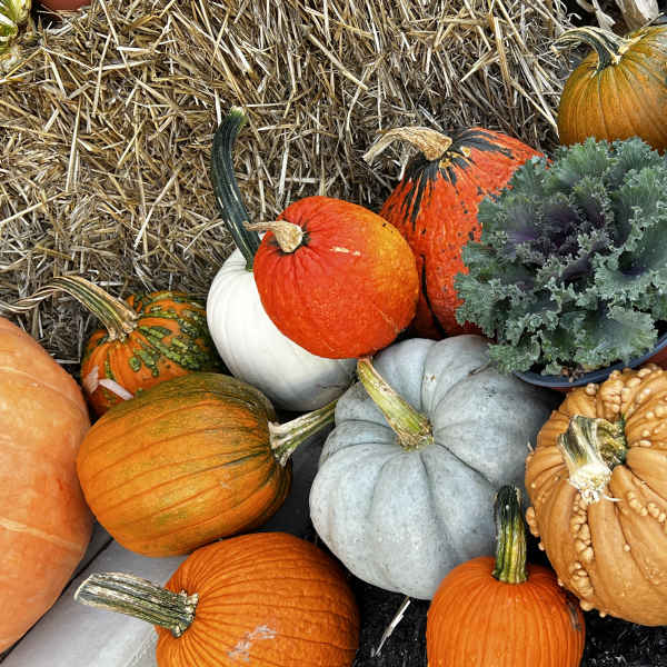 Assorted pumpkins and a potted ornamental cabbage arranged on hay