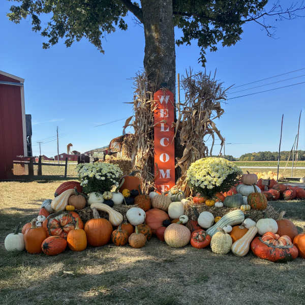 Pumpkin display with two white chrysanthemum mounds and a welcome sign