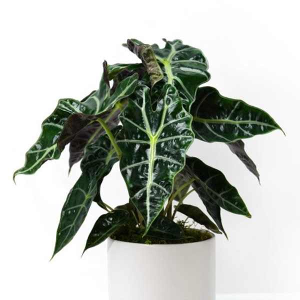 Potted alocasia plant with dark green arrow-shaped leaves in a white cylindrical pot