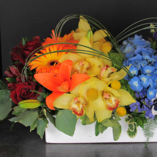 Rainbow Garden