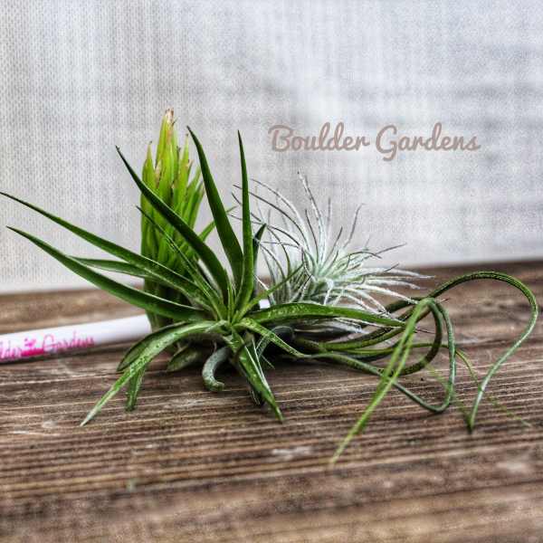 One small Air Plant