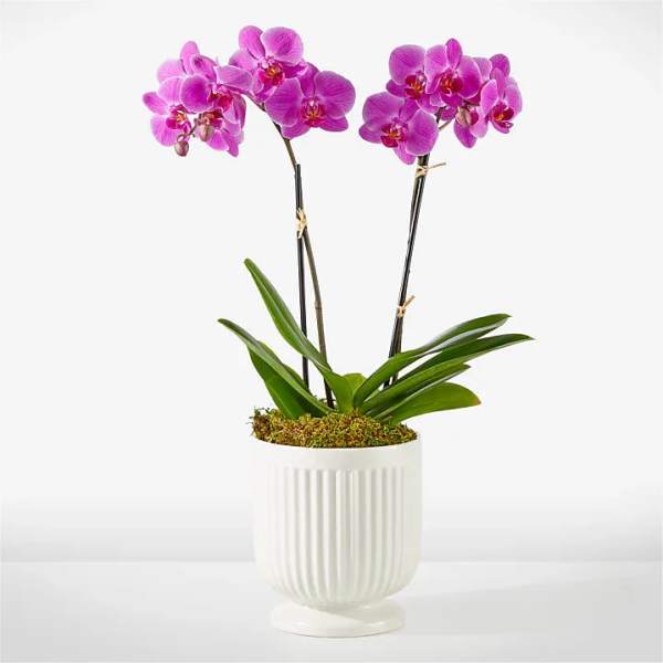 Orchid Treasure