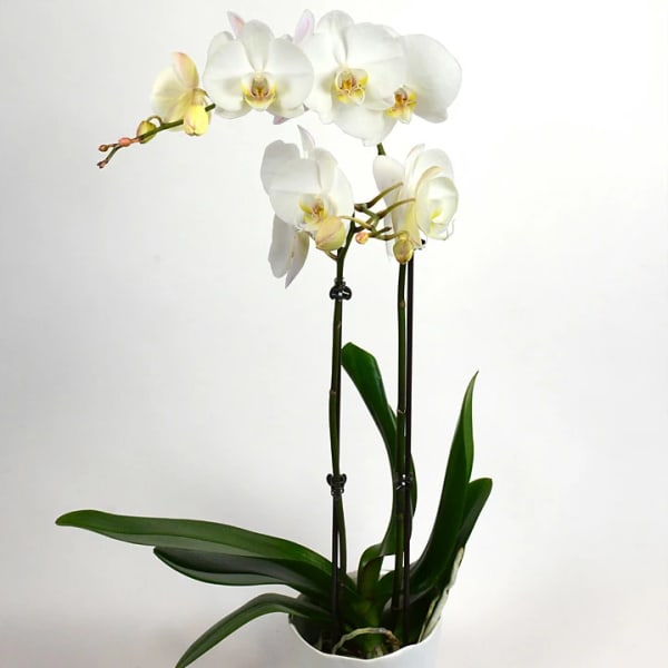 White orchid plant with arching blooms in a white pot