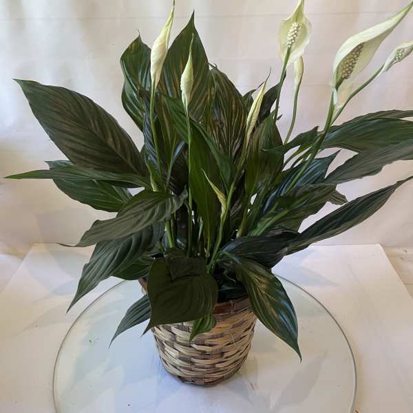 Potted peace lily with white blooms in a woven basket