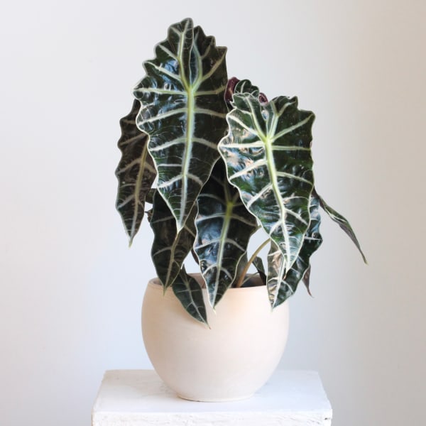 Potted plant with dark, glossy arrow-shaped leaves in a cream pot