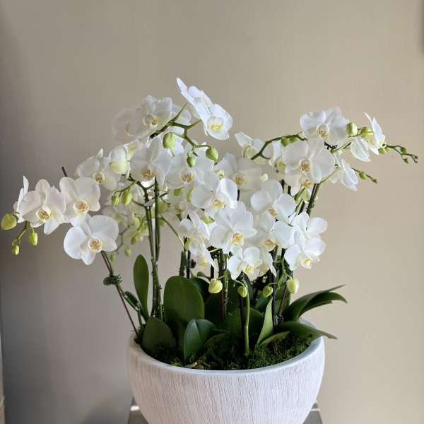 White orchids arranged in a white ceramic pot
