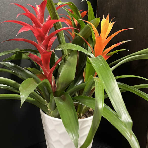 Potted bromeliad plant with red and orange blooms in a white ceramic pot