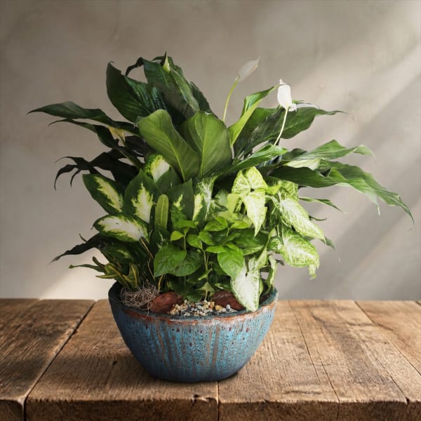 Potted green houseplant arrangement with white peace lily blooms in a blue ceramic bowl