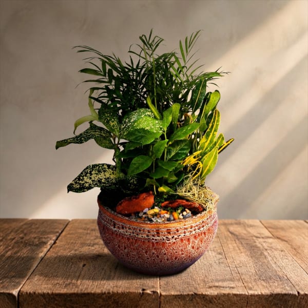 Potted tropical houseplant in a textured ceramic bowl