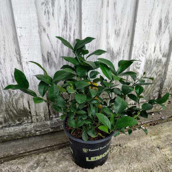 Lemon Tree