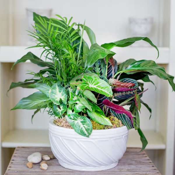 Classic Dish Garden