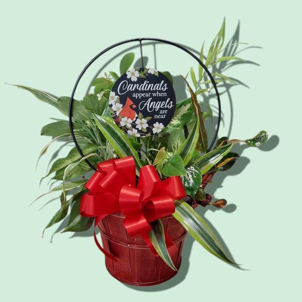 Potted green plant in a red basket with a red bow and circular sign