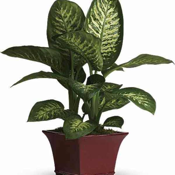 Delightful Dieffenbachia