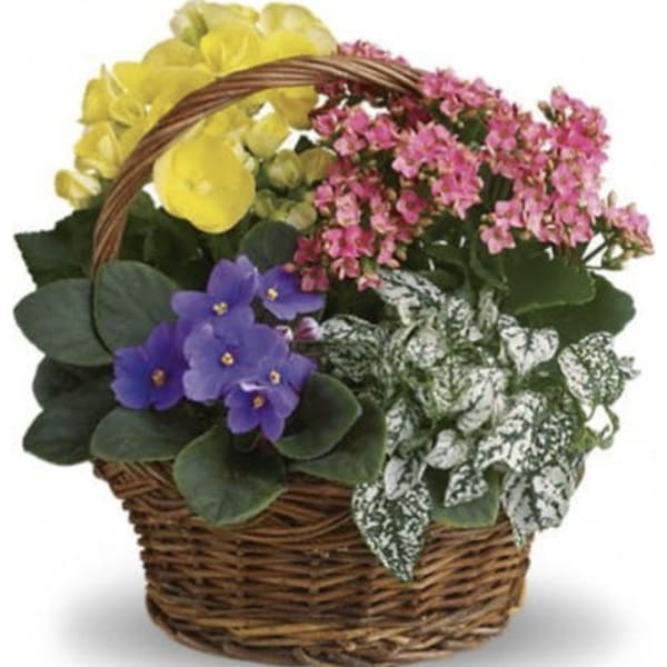 Basket of Blooming Plants