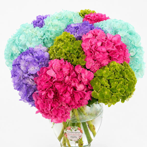 Colorful hydrangea bouquet in a clear glass vase