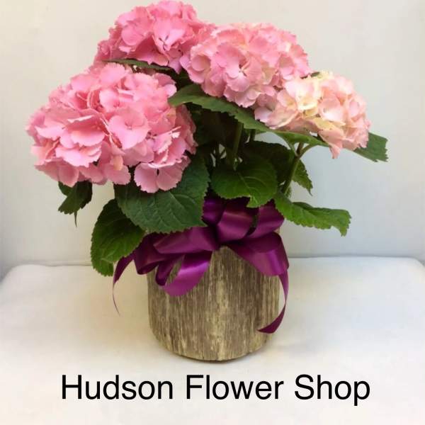 Pink hydrangeas in a rustic wooden container with a purple ribbon