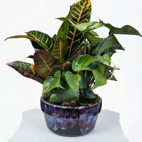 Potted croton plant with multicolored leaves in a ceramic pot
