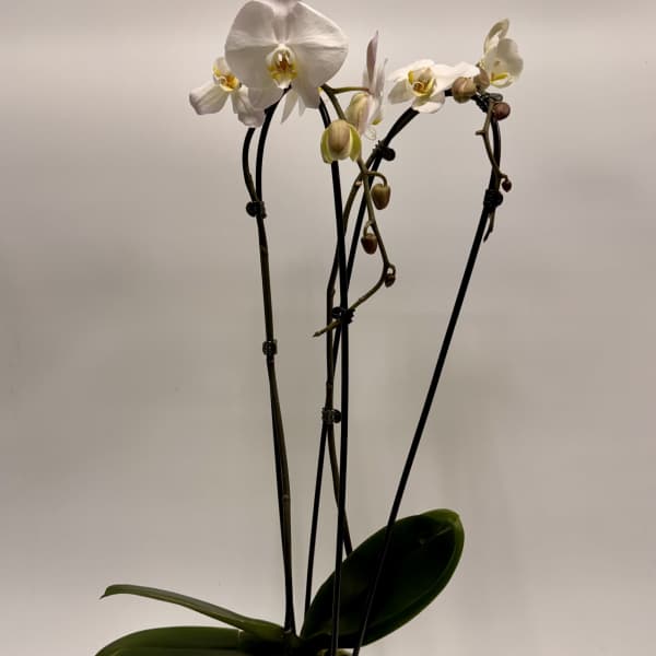 Large Double Phalaenopsis Orchid in Marble
