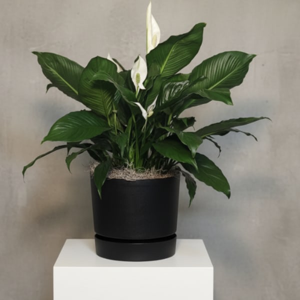 Container Peace Lily