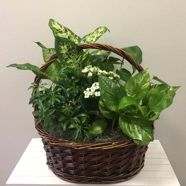 Basket of assorted green houseplants with small white flowers