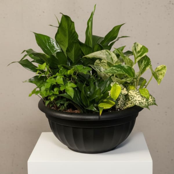 Dish Garden- Deluxe