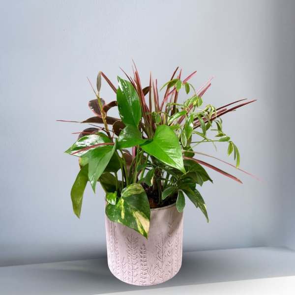 Assorted Mix Indoor Plant