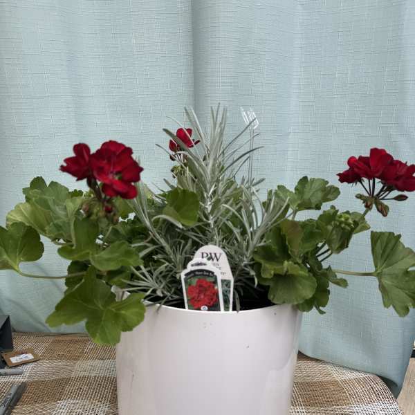 RED GERANIUM POT