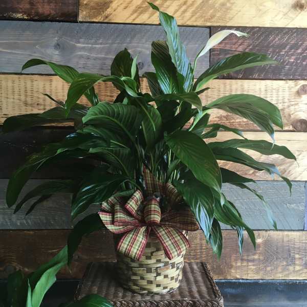 Potted peace lily in a woven basket with a plaid bow