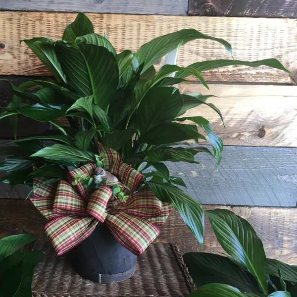 Potted green plant with a plaid ribbon bow and small bird decoration
