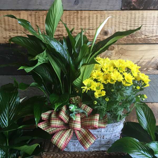 Yellow daisies in a white basket with a plaid bow and green foliage